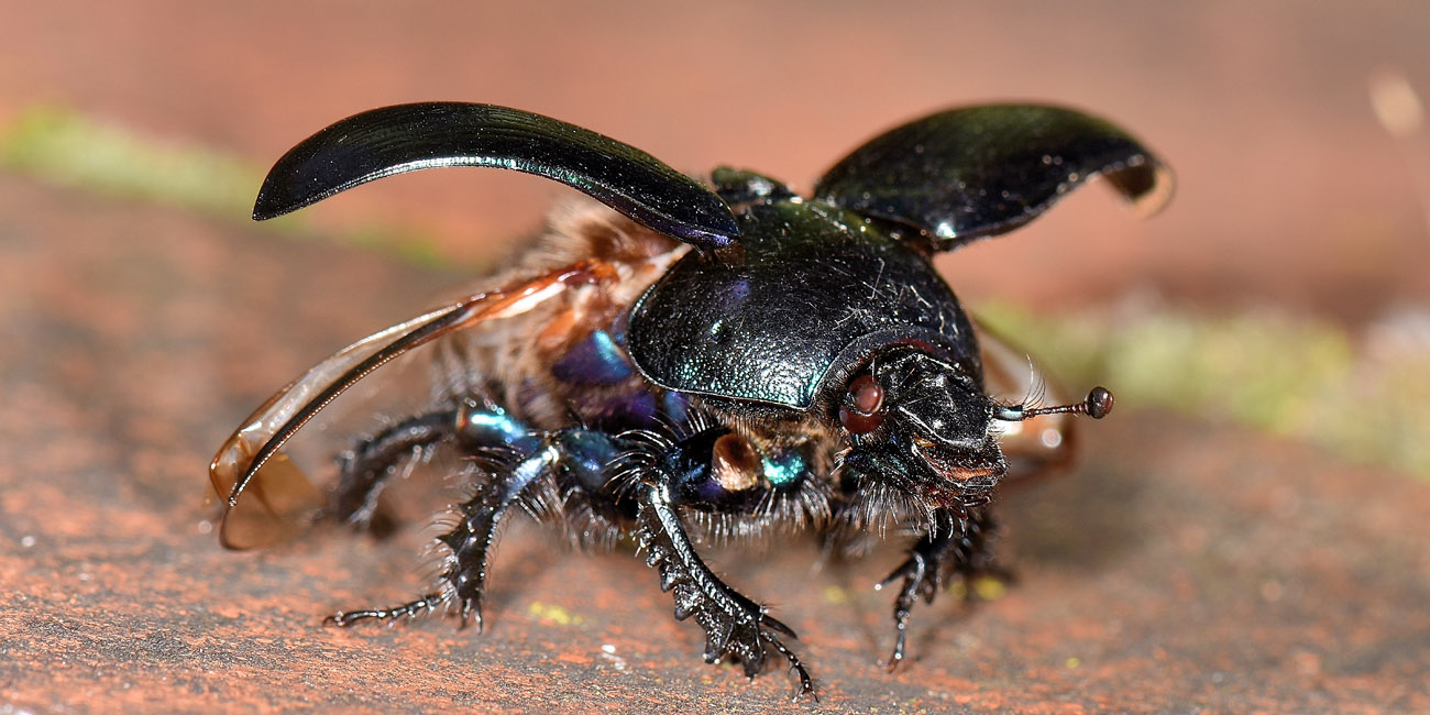 Geotrupidae: Anoplotrupes stercorosus? No, Geotrupes spiniger (cfr.)